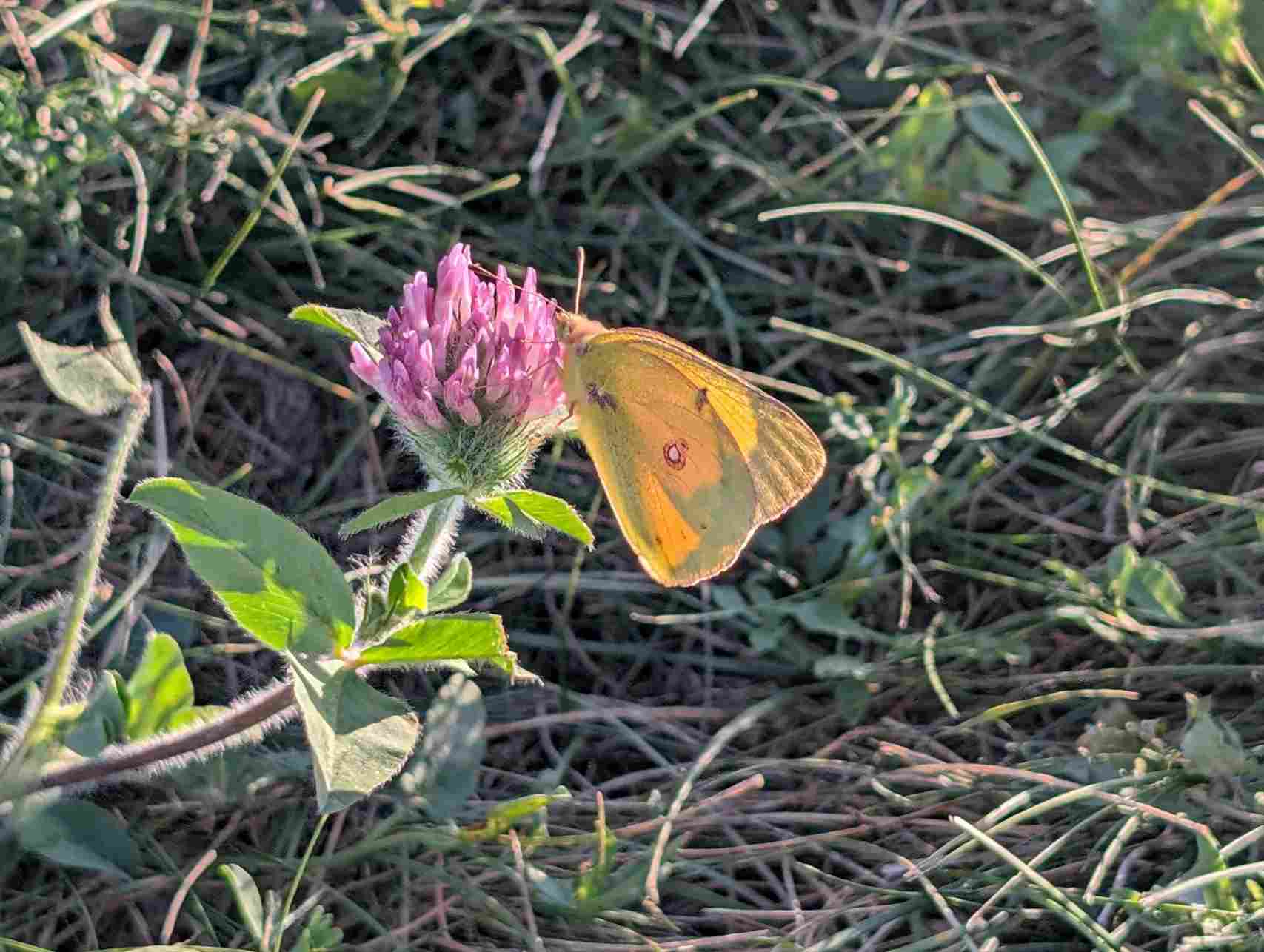 butterfly